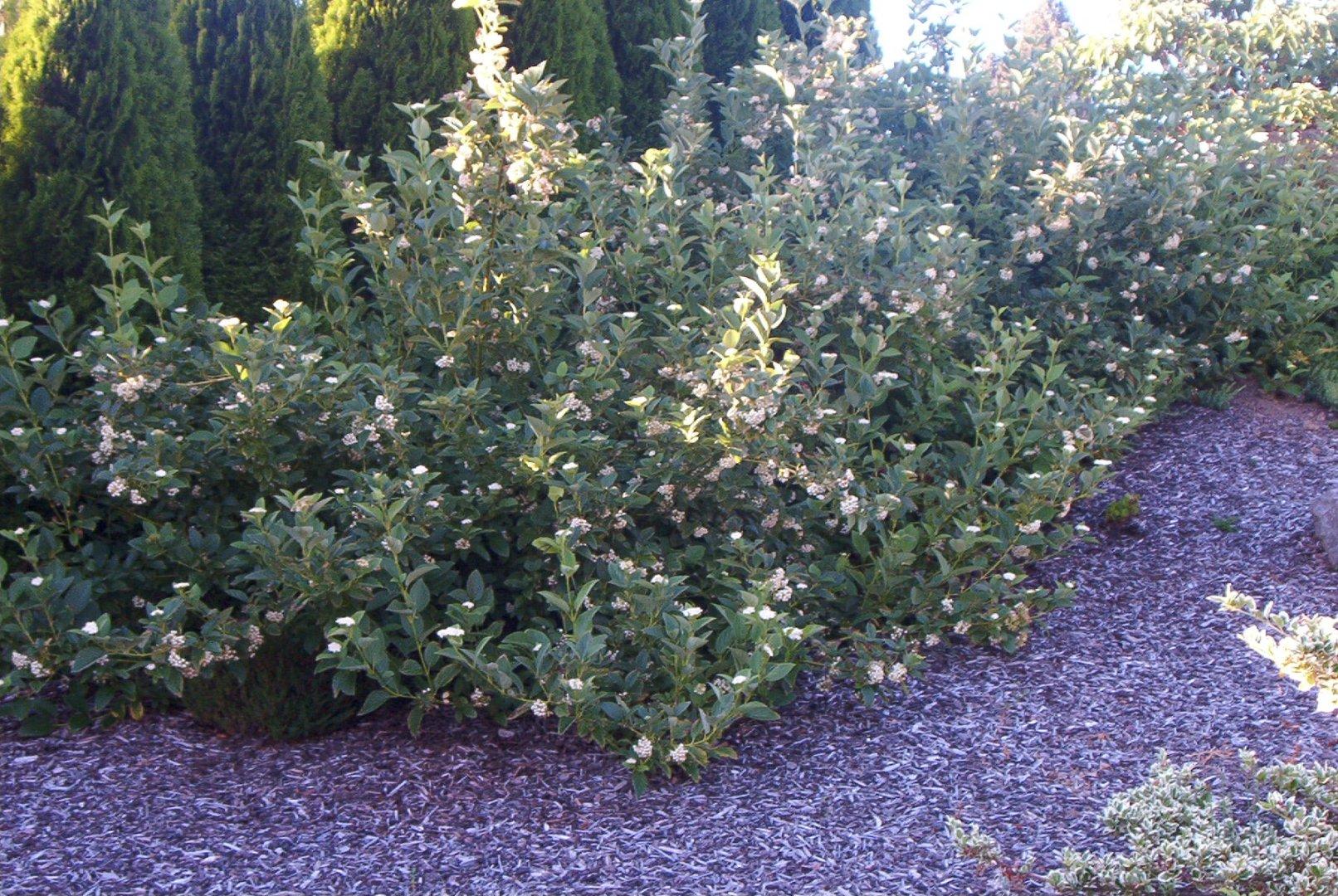 Cornus Sericea 'bud's Yellow' - View 18 from www redcrocus com