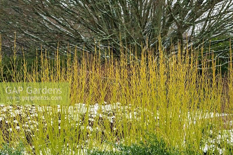 Cornus Sericea 'bud's Yellow' - View 23 from www redcrocus com
