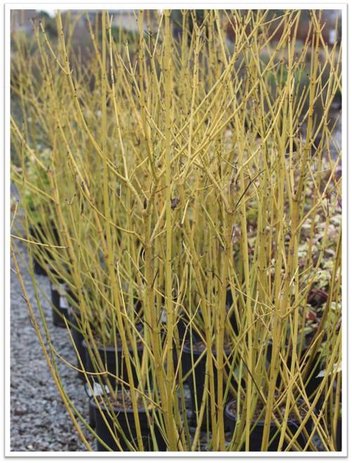 Cornus Sericea 'bud's Yellow' - View 24 from www redcrocus com