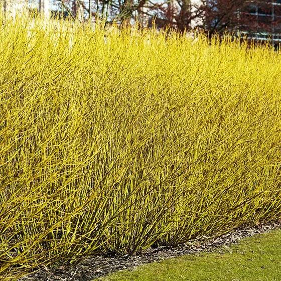 Cornus Sericea 'bud's Yellow' - View 25 from www redcrocus com