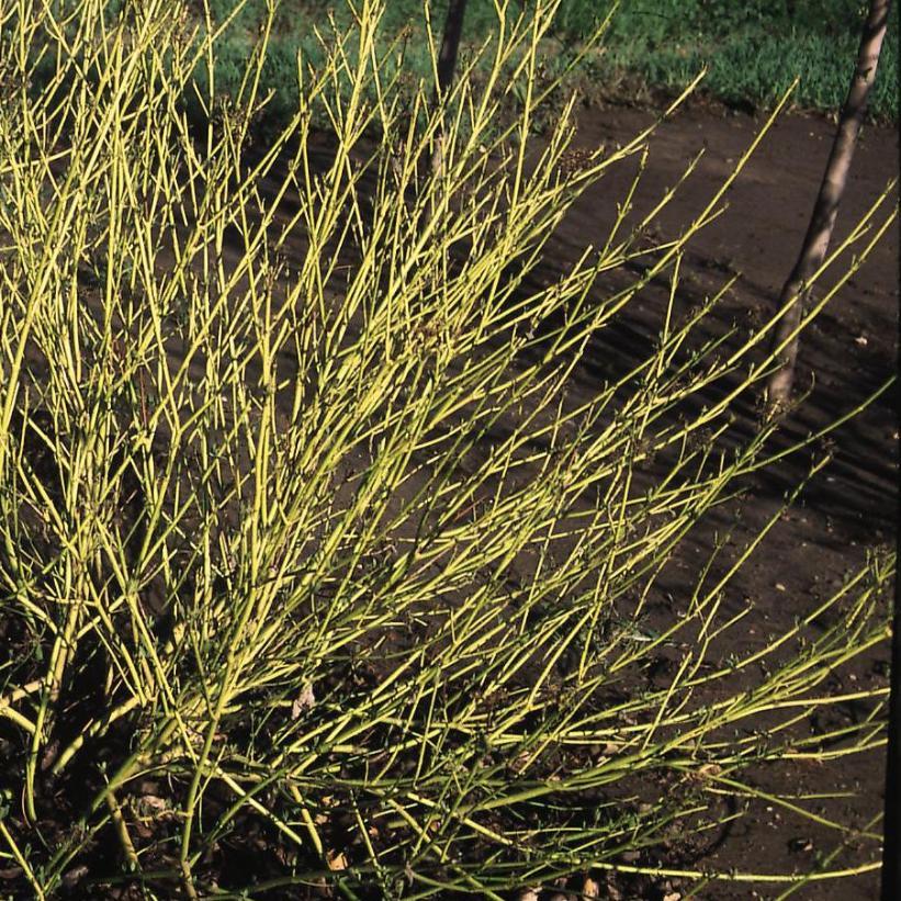 Cornus Sericea 'bud's Yellow' - View 26 from www redcrocus com