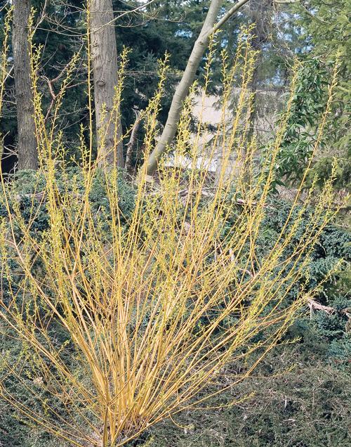 Cornus Sericea 'bud's Yellow' - View 27 from www redcrocus com