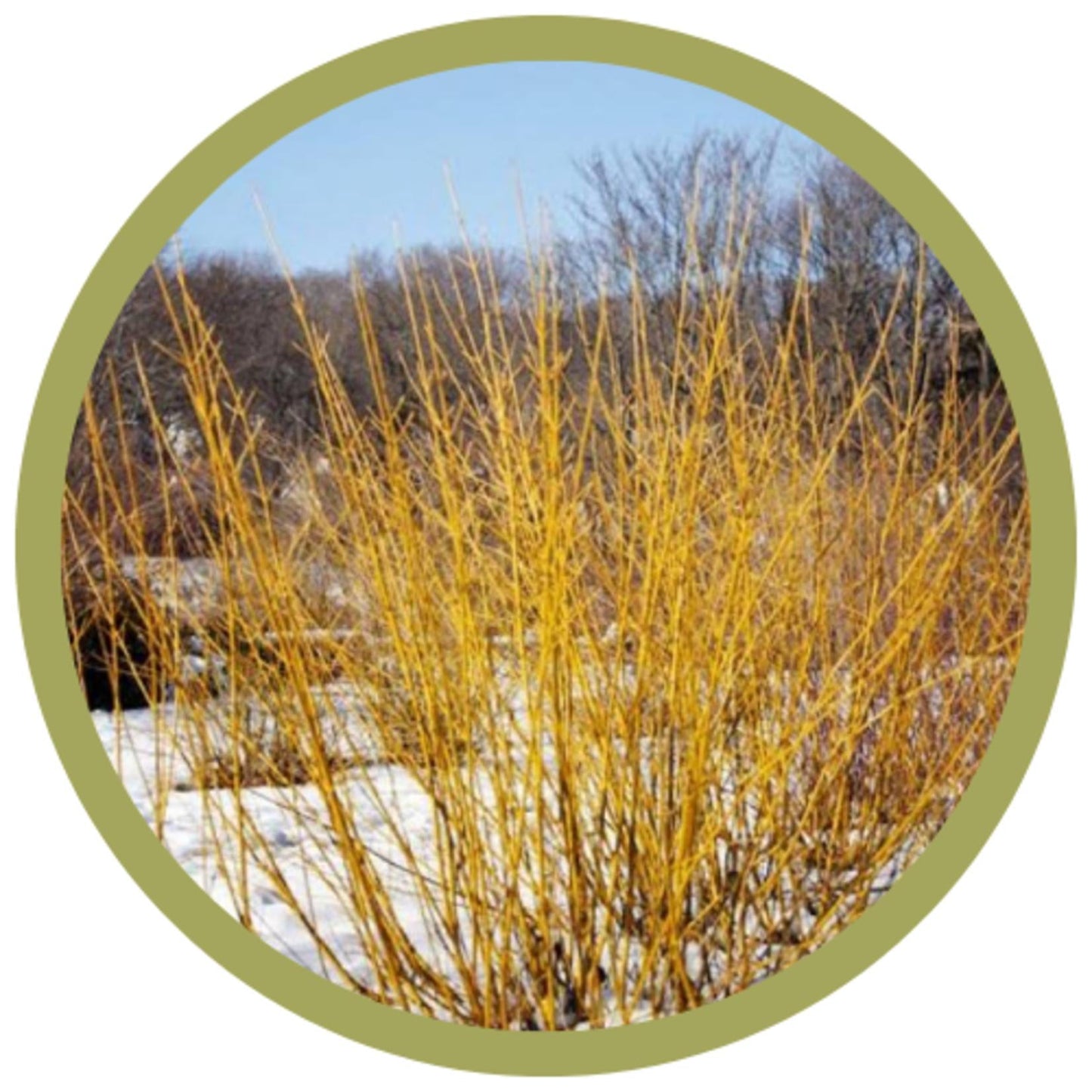 Cornus Sericea 'bud's Yellow' - View 29 from www redcrocus com