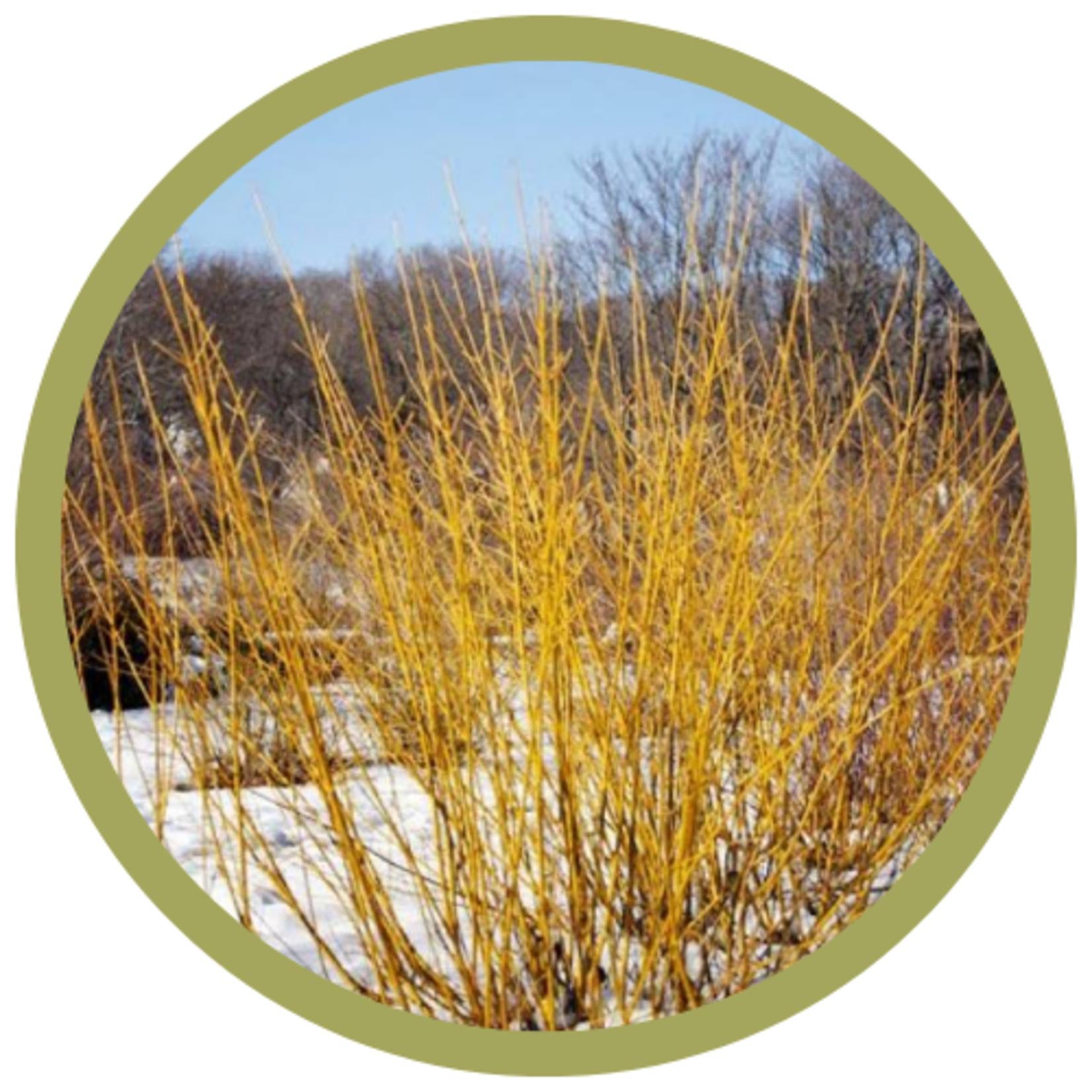 Cornus Sericea 'bud's Yellow' - View 29 from www redcrocus com