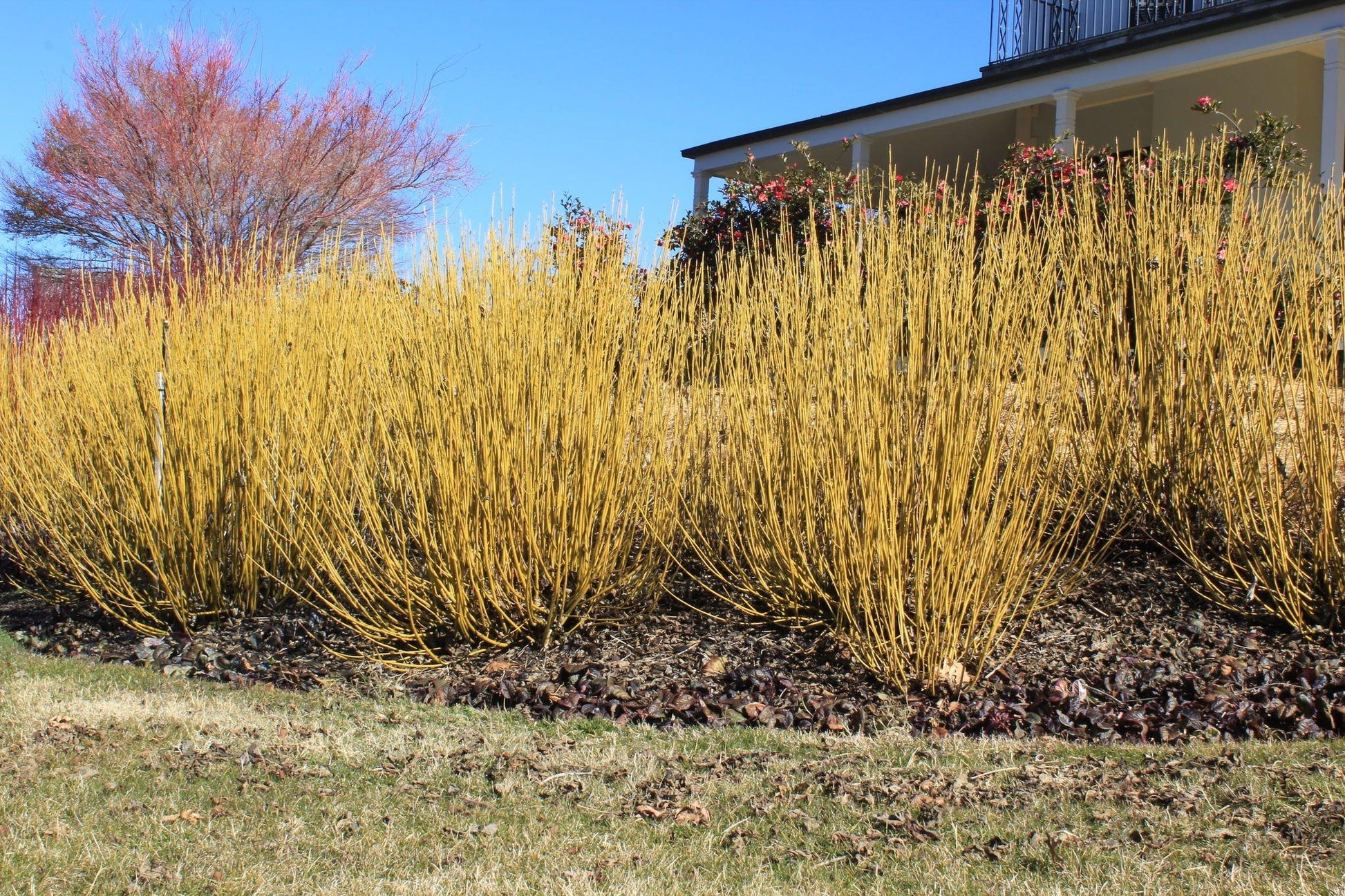 Cornus Sericea 'bud's Yellow' - View 30 from www redcrocus com