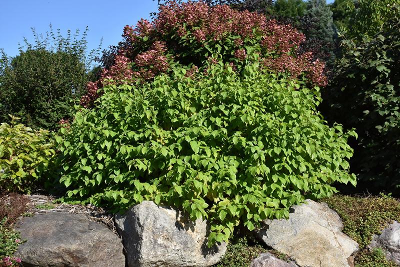 Cornus Sericea 'bud's Yellow' - View 5 from www redcrocus com