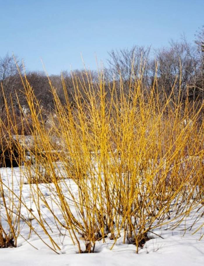 Cornus Sericea 'bud's Yellow' - View 7 from www redcrocus com