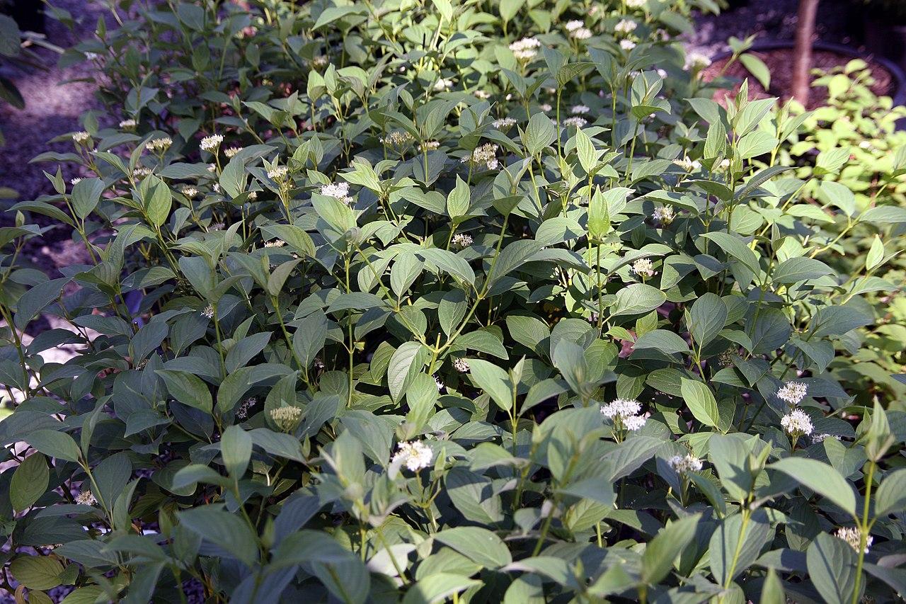 Cornus Sericea 'bud's Yellow' - View 8 from www redcrocus com