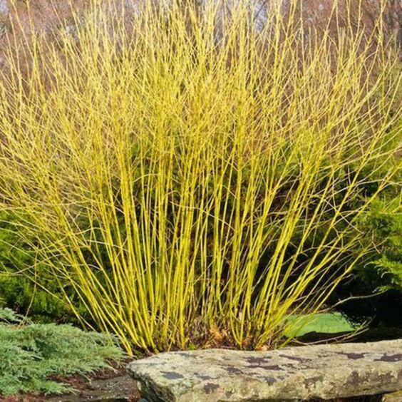 Cornus Sericea 'bud's Yellow' - View 9 from www redcrocus com