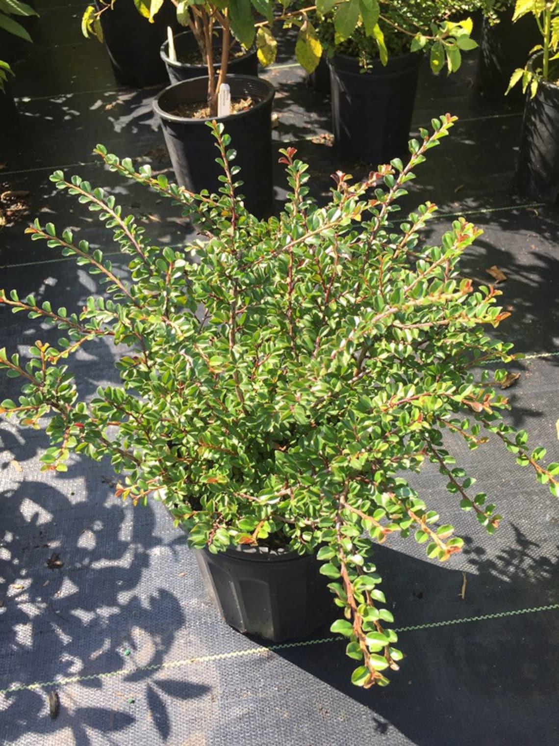 Cotoneaster Adpressus Tom Thumb - View 10 from www redcrocus com