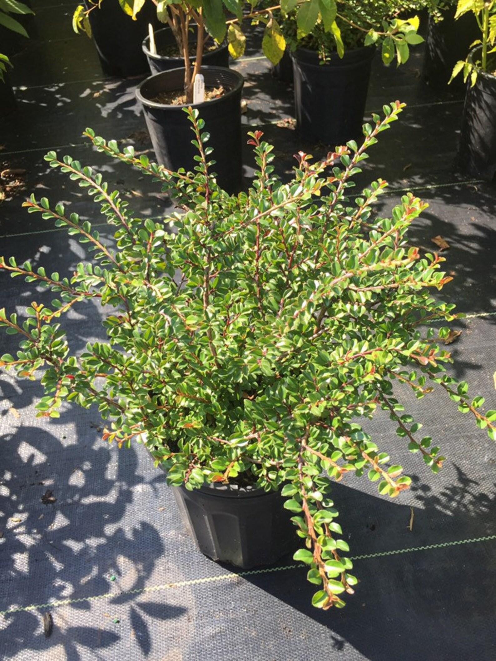Cotoneaster Adpressus Tom Thumb - View 12 from www redcrocus com