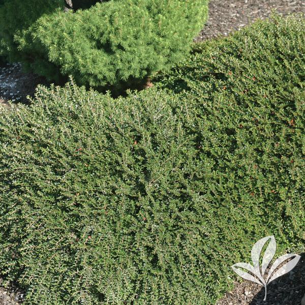 Cotoneaster Adpressus Tom Thumb - View 13 from www redcrocus com