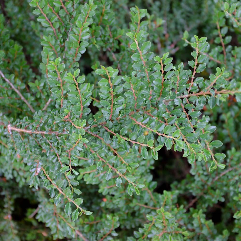Cotoneaster Adpressus Tom Thumb - View 14 from www redcrocus com
