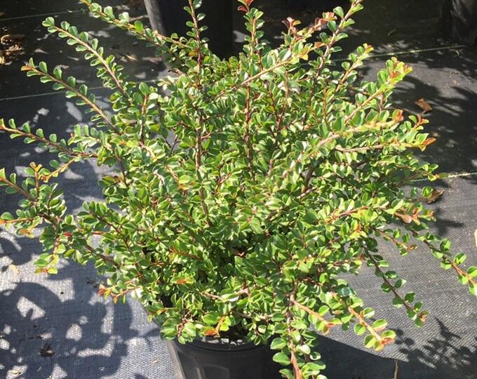 Cotoneaster Adpressus Tom Thumb - View 15 from www redcrocus com