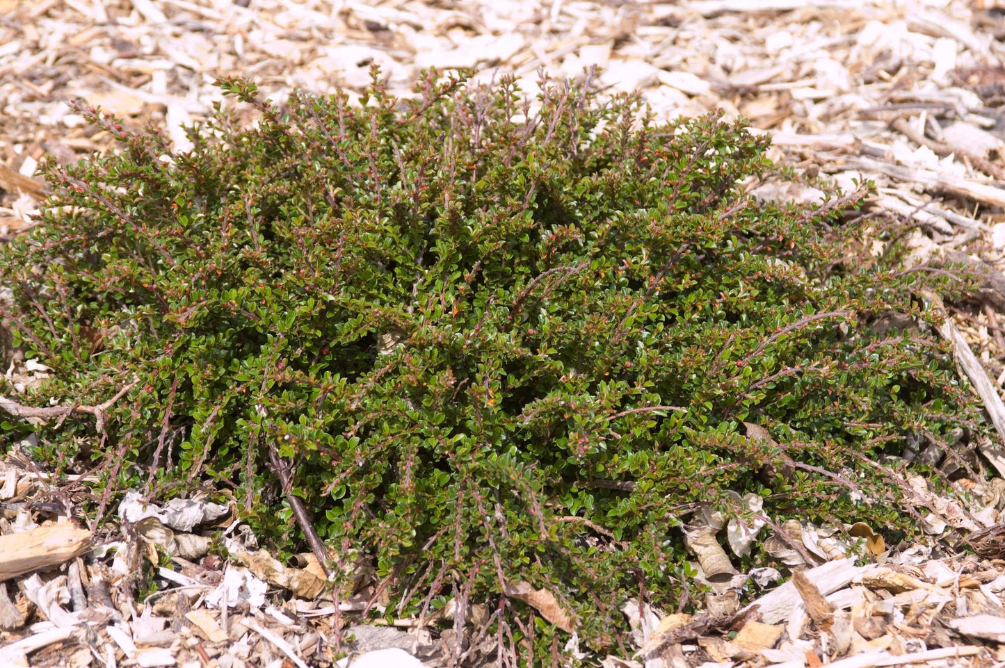 Cotoneaster Adpressus Tom Thumb - View 16 from www redcrocus com