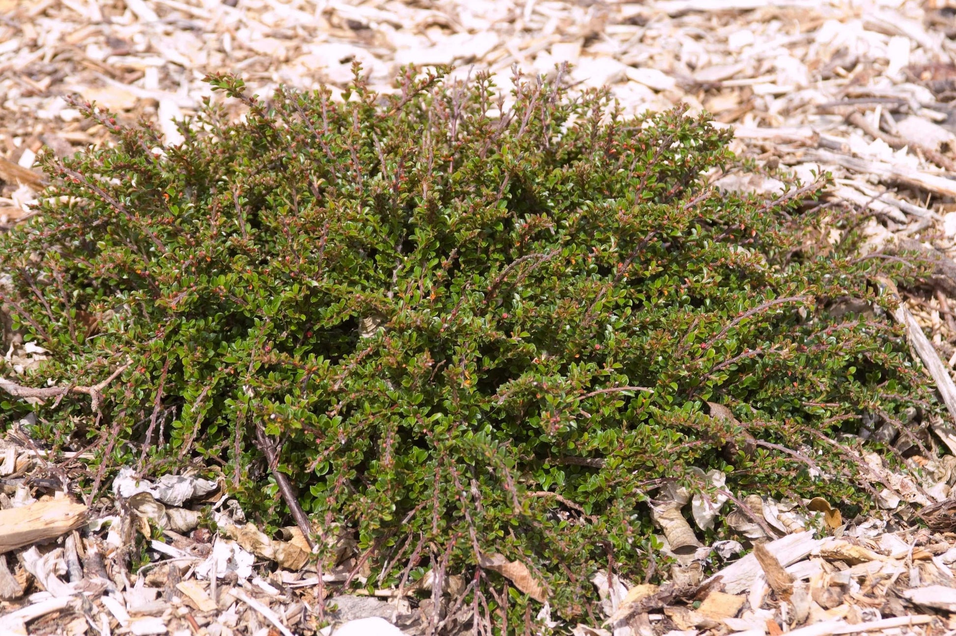 Cotoneaster Adpressus Tom Thumb - View 16 from www redcrocus com