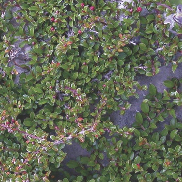 Cotoneaster Adpressus Tom Thumb - View 17 from www redcrocus com