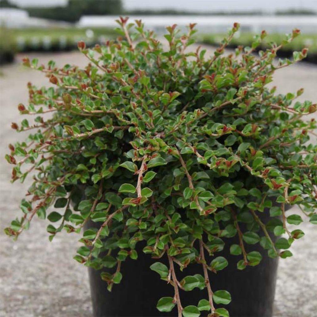 Cotoneaster Adpressus Tom Thumb - View 18 from www redcrocus com