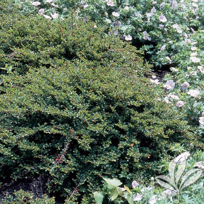 Cotoneaster Adpressus Tom Thumb - View 19 from www redcrocus com