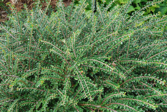 Cotoneaster Adpressus Tom Thumb - View 1 from www redcrocus com