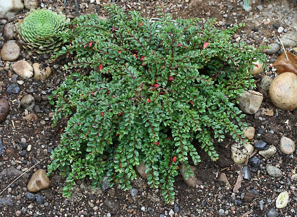 Cotoneaster Adpressus Tom Thumb - View 2 from www redcrocus com