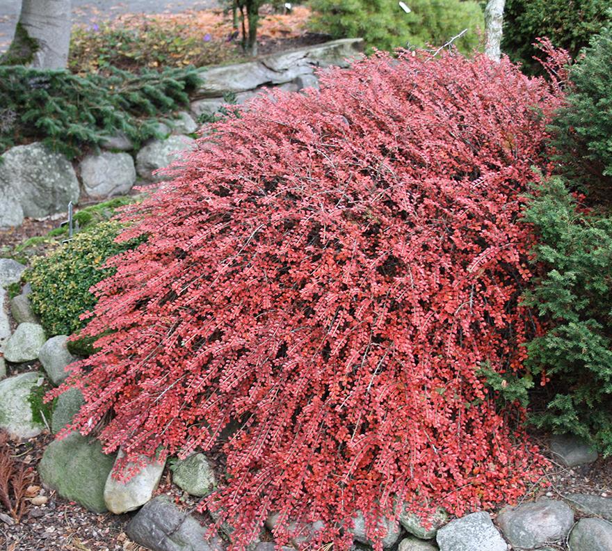 Cotoneaster Adpressus Tom Thumb - View 3 from www redcrocus com