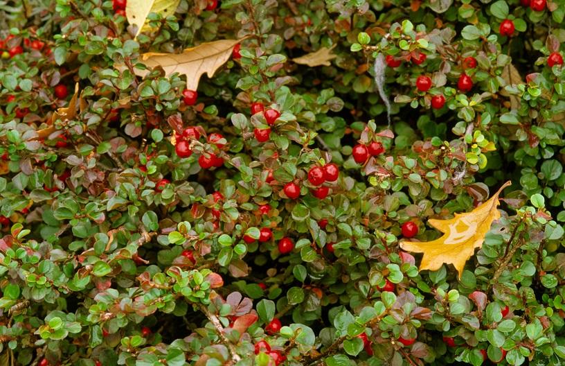 Cotoneaster Adpressus Tom Thumb - View 4 from www redcrocus com