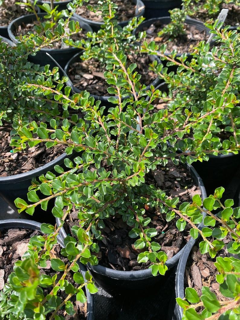 Cotoneaster Adpressus Tom Thumb - View 5 from www redcrocus com