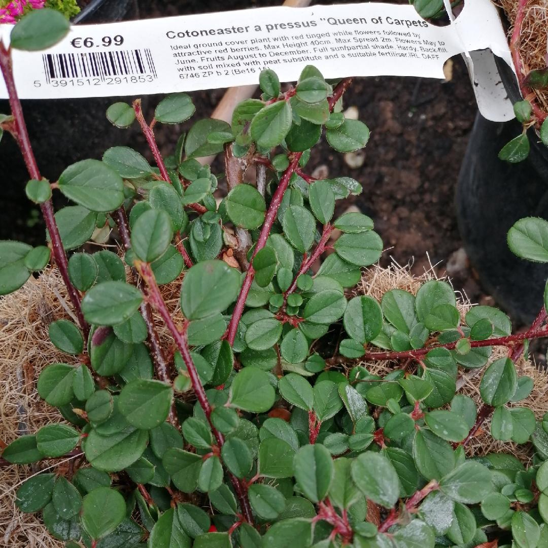 Cotoneaster Adpressus Tom Thumb - View 7 from www redcrocus com
