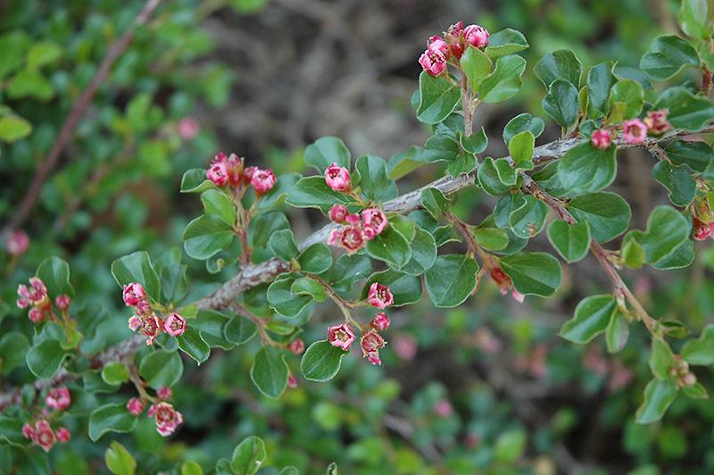 Cotoneaster Adpressus Tom Thumb - View 8 from www redcrocus com