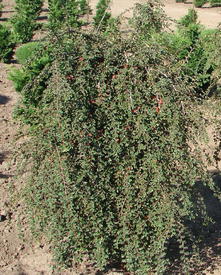 Cotoneaster Adpressus Tom Thumb - View 9 from www redcrocus com