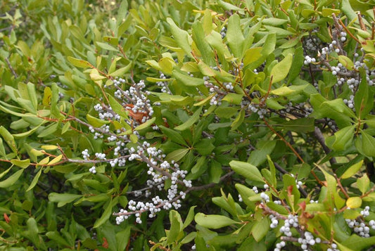 Myrica Pensylvanica - View 1 from www redcrocus com