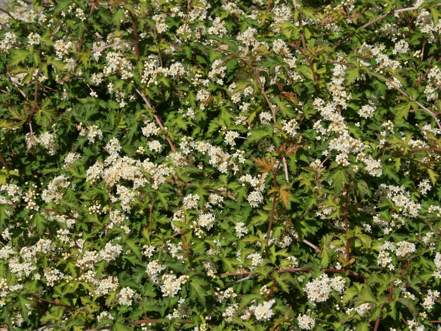 Stephanandra Incisa Crispa - View 14 from www redcrocus com
