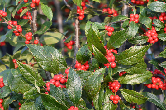 Ilex Verticillata Maryland Beauty - View 1 from www redcrocus com