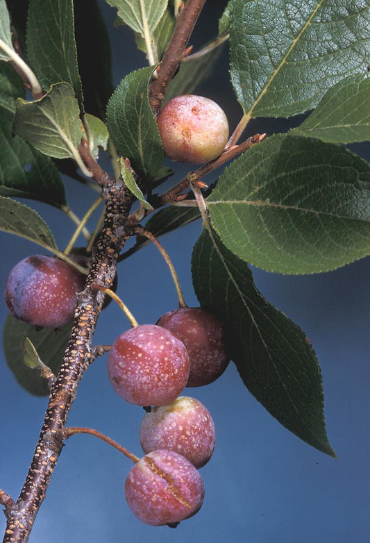 Prunus Maritima - View 10 from www redcrocus com