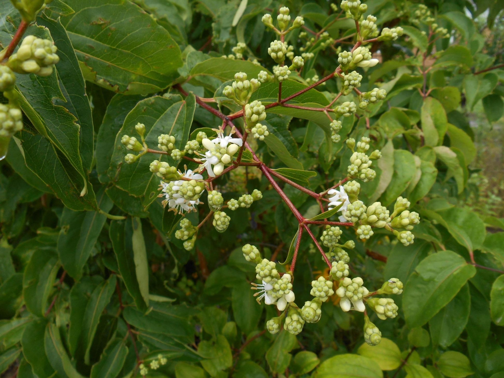 Heptacodium Miconioides - View 10 from www redcrocus com