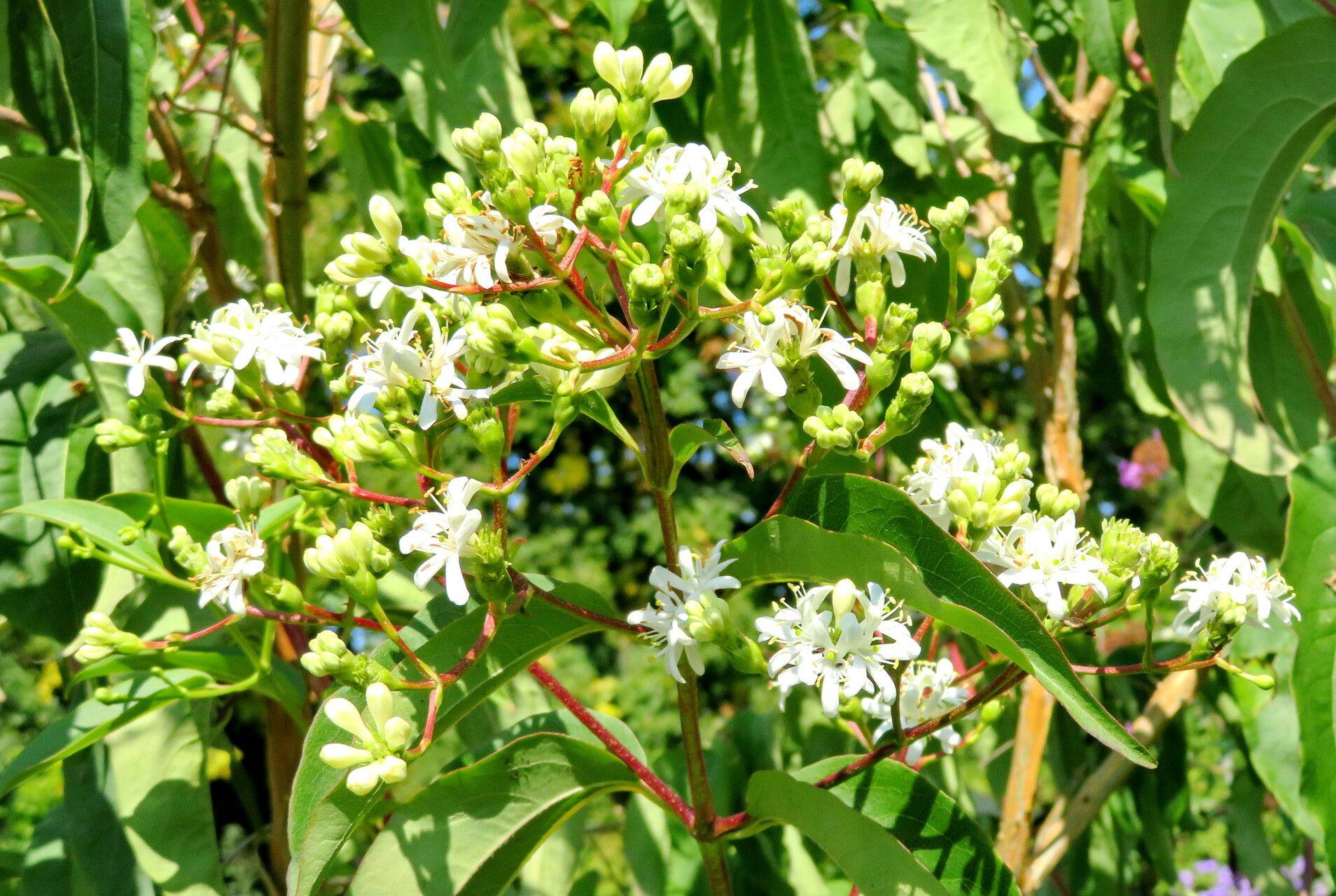 Heptacodium Miconioides - View 17 from www redcrocus com