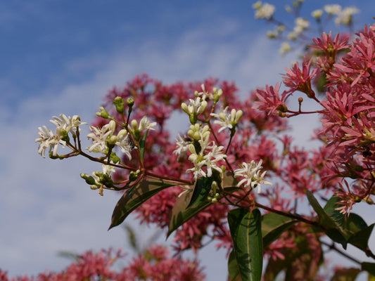 Heptacodium Miconioides - View 1 from www redcrocus com