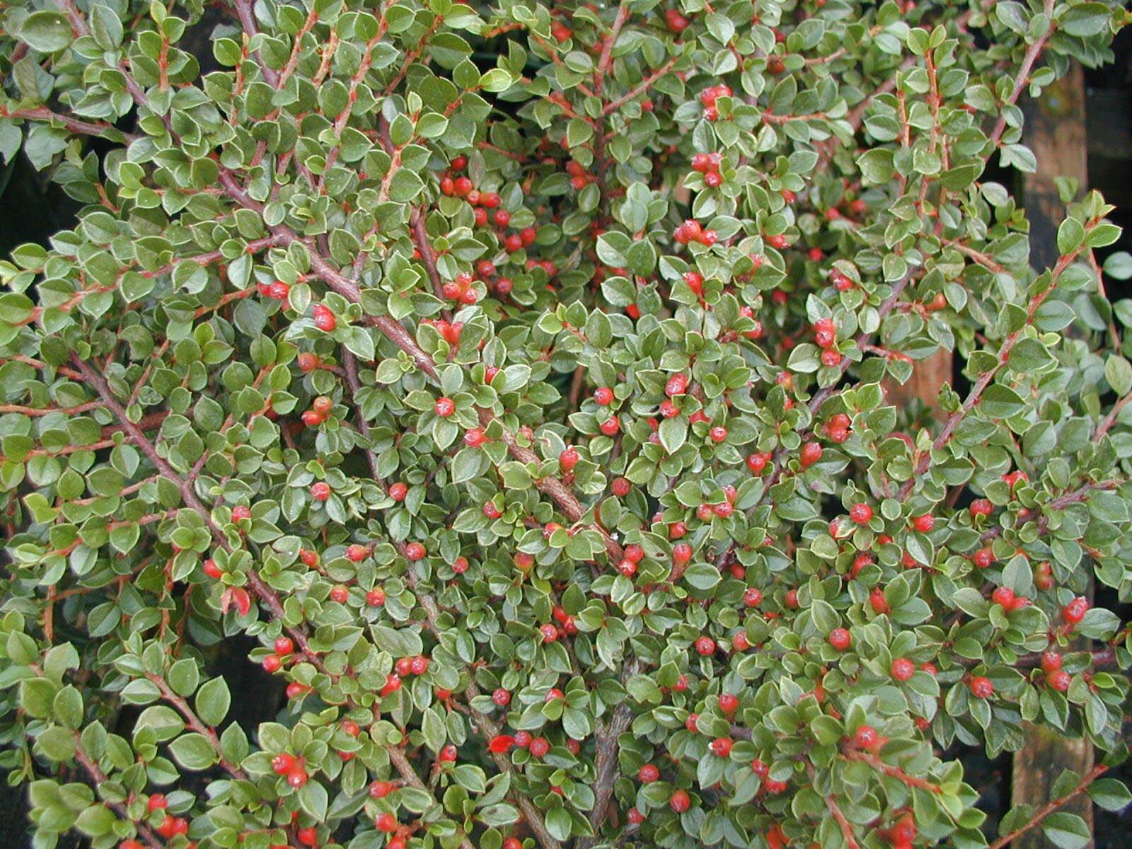 Cotoneaster Horizontalis - View 14 from www redcrocus com