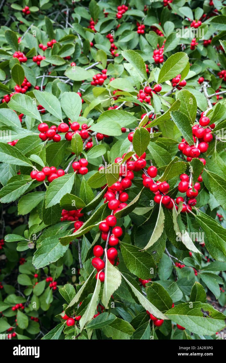 Ilex Verticillata Red Sprite - View 9 from www redcrocus com