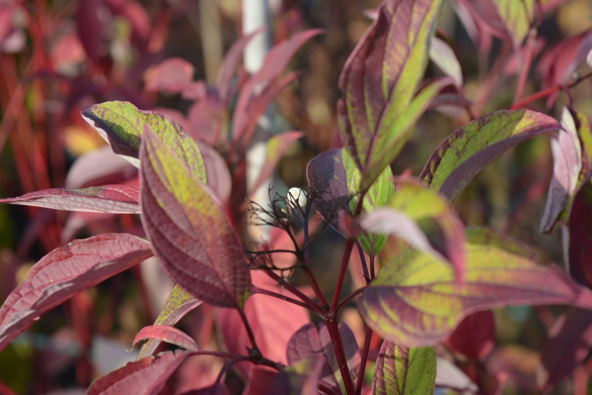 Cornus Sericea Fire Dance - View 10 from www redcrocus com