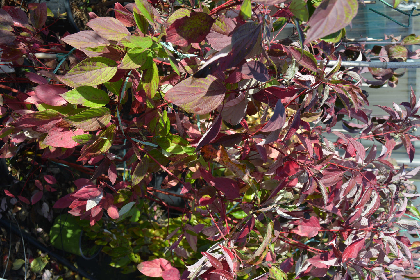 Cornus Sericea Fire Dance - View 11 from www redcrocus com