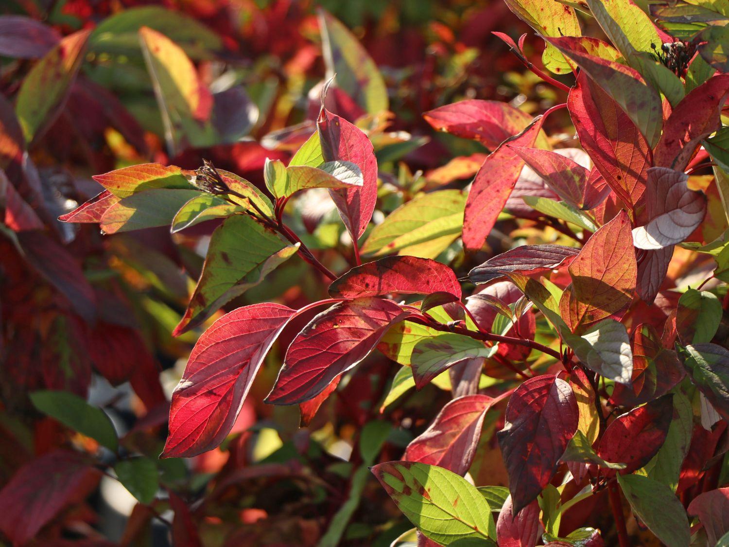 Cornus Sericea Fire Dance - View 12 from www redcrocus com