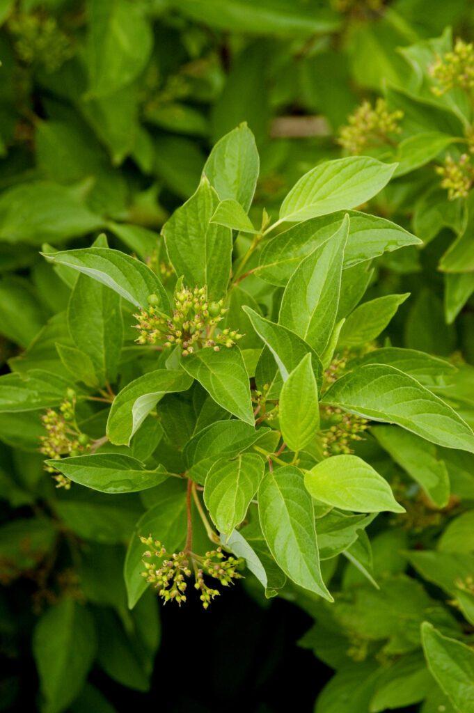 Cornus Sericea Fire Dance - View 18 from www redcrocus com