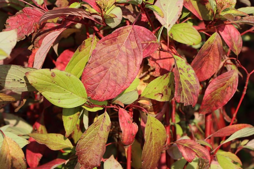 Cornus Sericea Fire Dance - View 19 from www redcrocus com