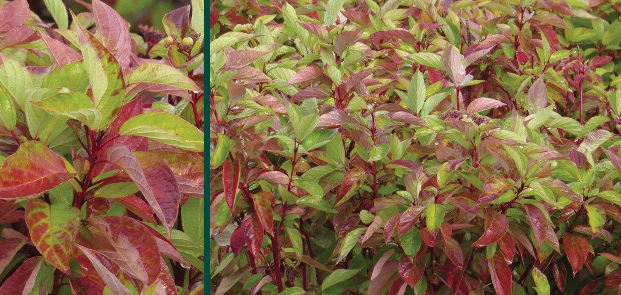 Cornus Sericea Fire Dance - View 3 from www redcrocus com