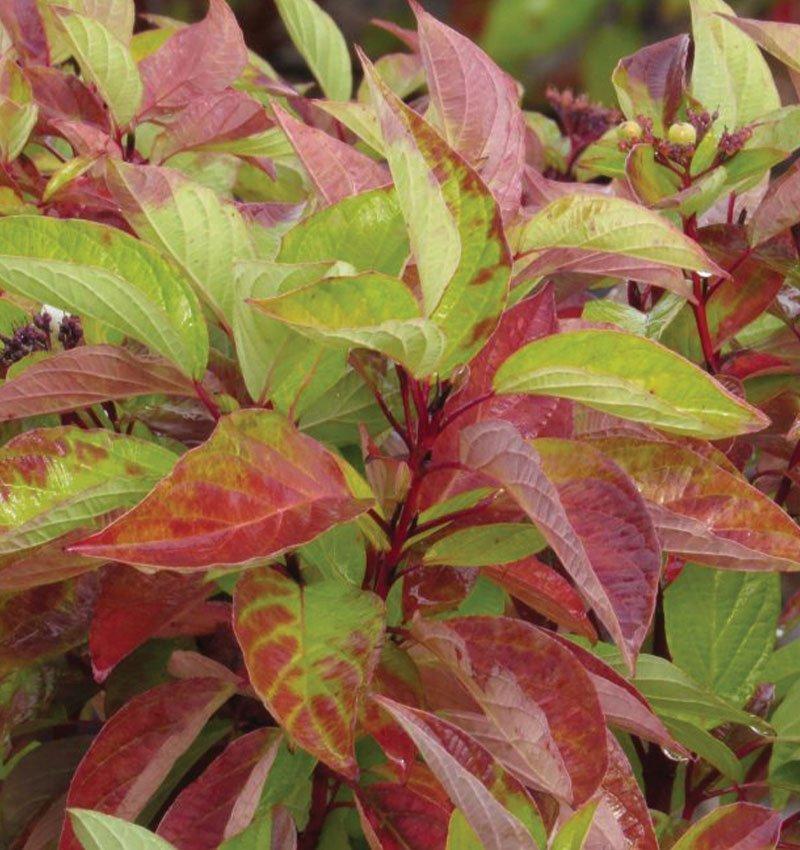 Cornus Sericea Fire Dance - View 5 from www redcrocus com