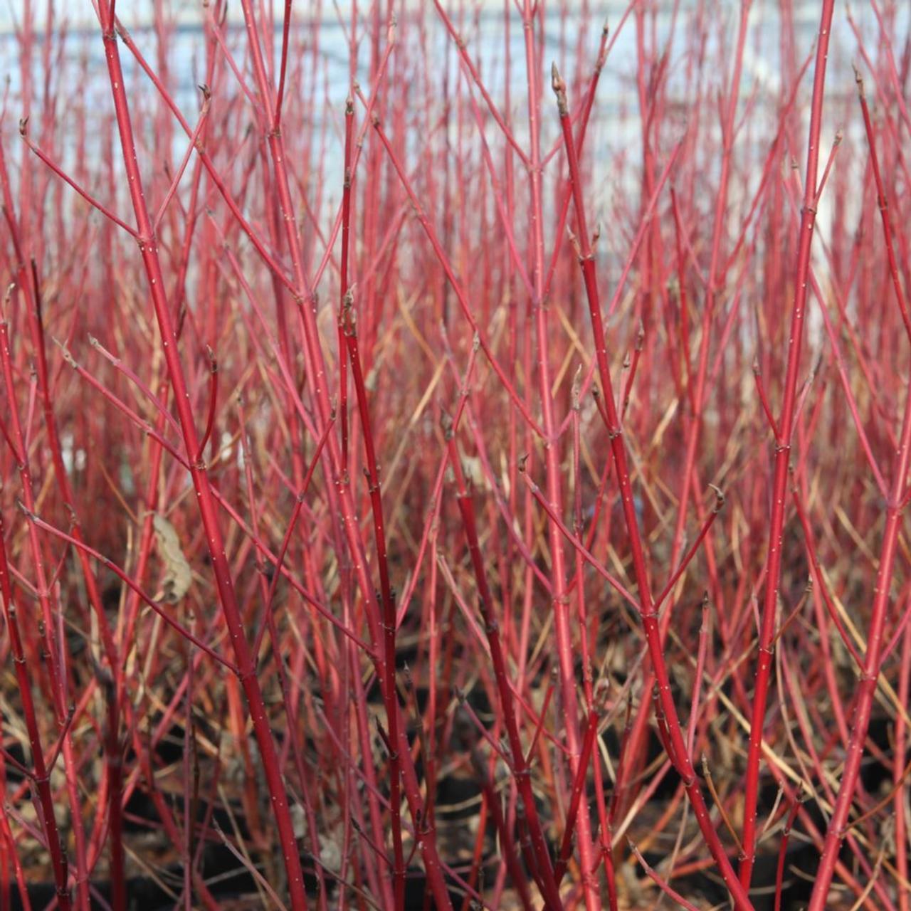 Cornus Sericea Fire Dance - View 7 from www redcrocus com