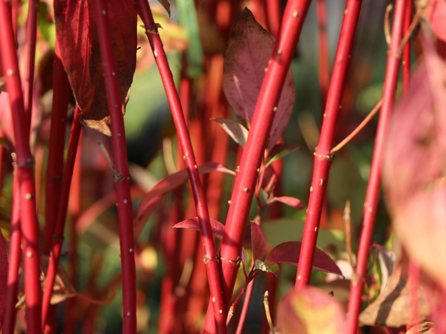 Cornus Sericea Fire Dance - View 9 from www redcrocus com