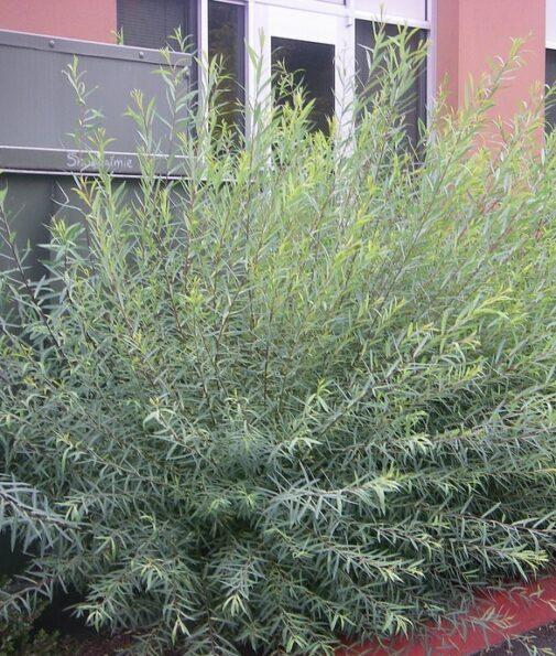 Salix Purpurea Nana - View 10 from www redcrocus com
